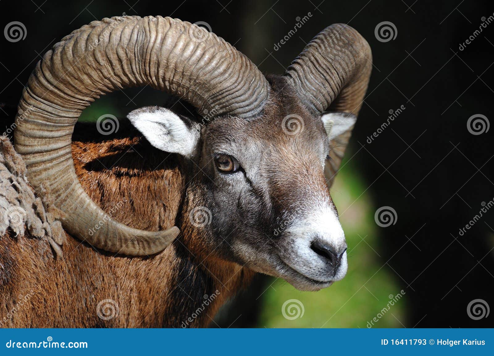 european mouflon (ovis orientalis musimo)