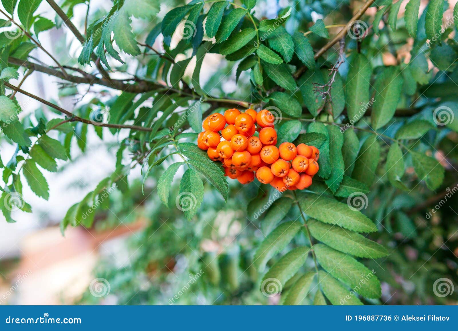 Tree with ash like leaves with branchy little fruits
