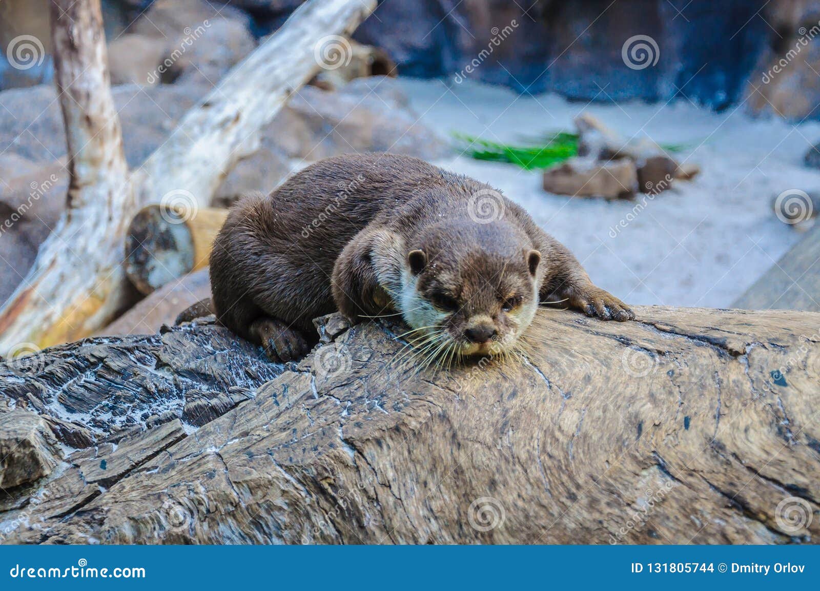 european otter, lutra lutra in loro parque, tenerife, canary islands