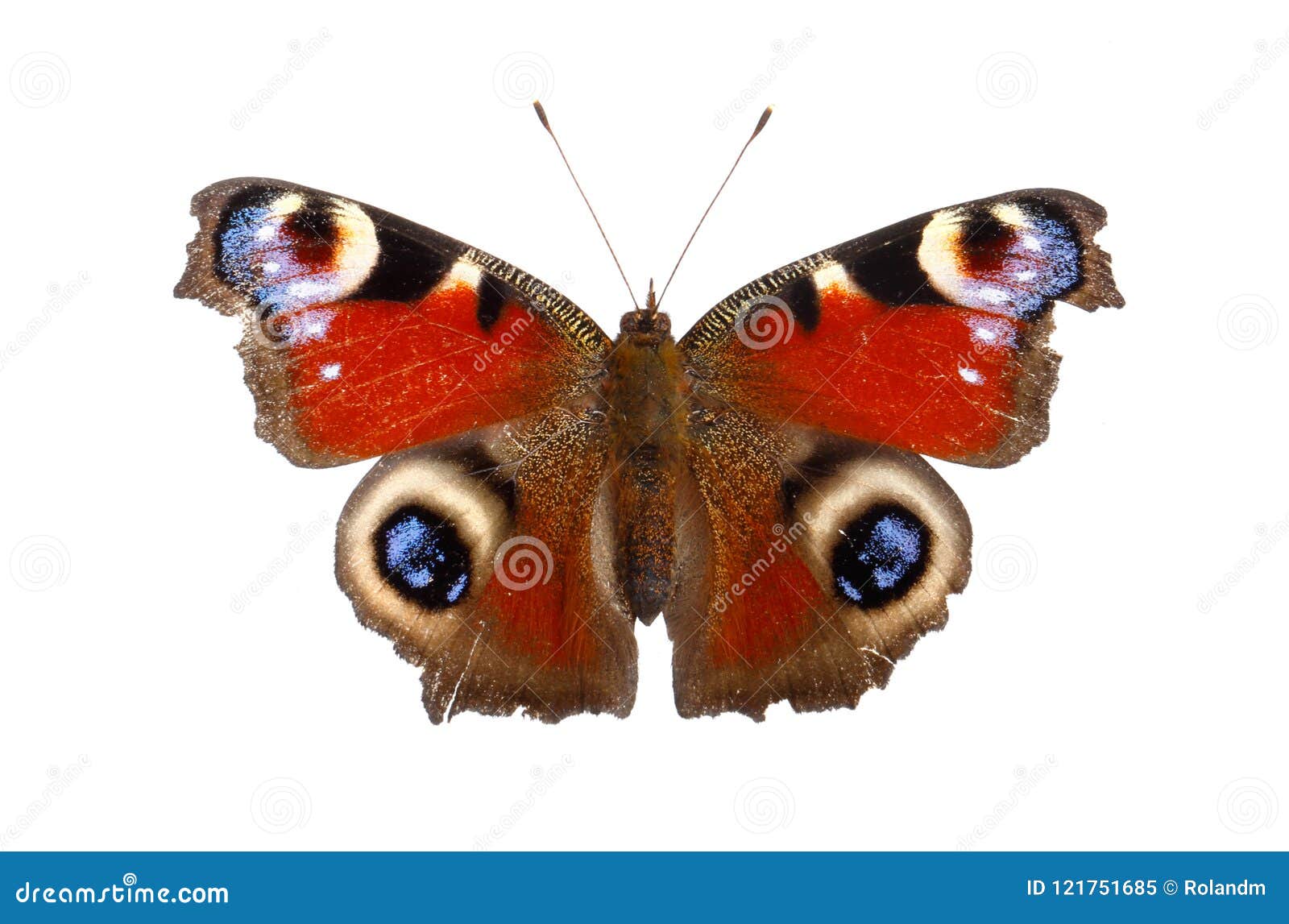 European peacock butterfly stock image. Image of wings - 121751685