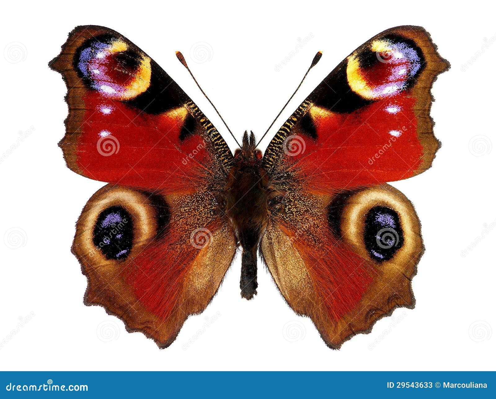 European Peacock Butterfly (Inachis Io) Stock Image - Image of detail ...