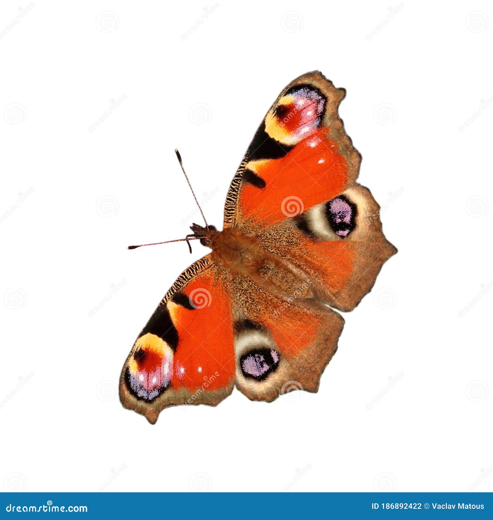 European Peacock Butterfly, Inachis Io, Isolated on White Background ...