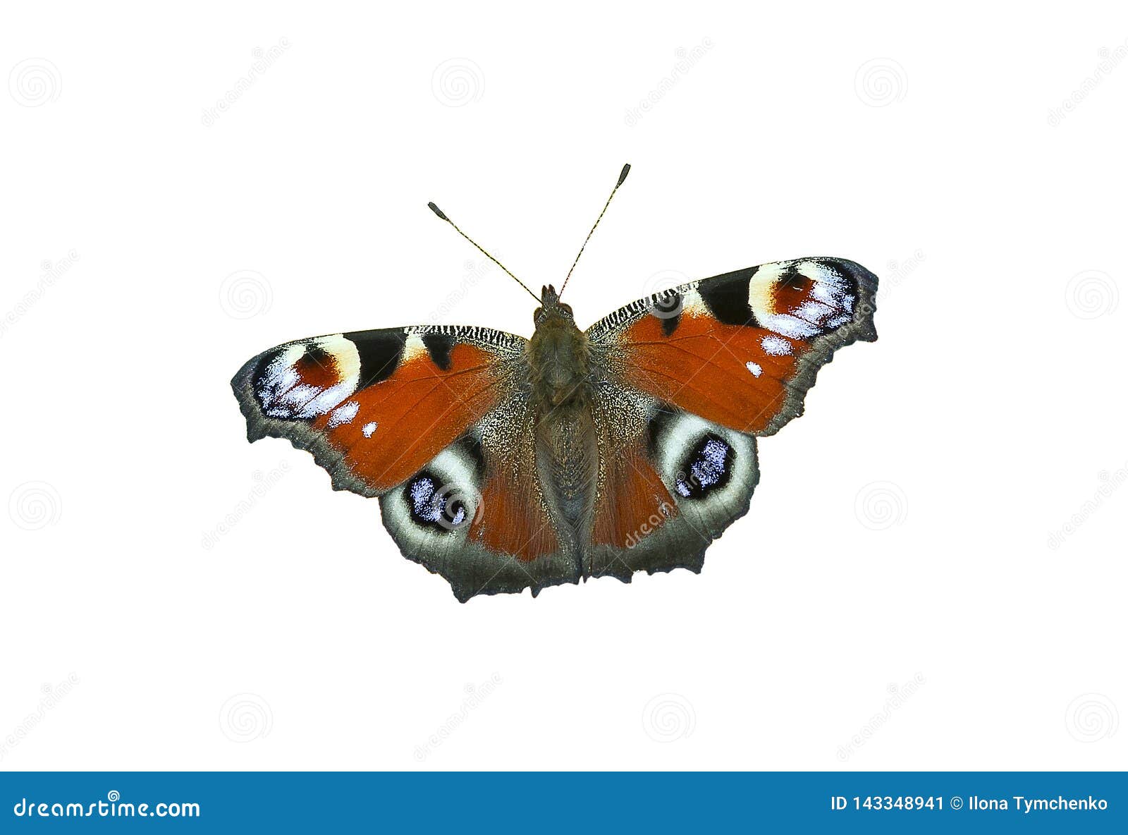 European Peacock Butterfly Isolated on White Background Stock Image ...