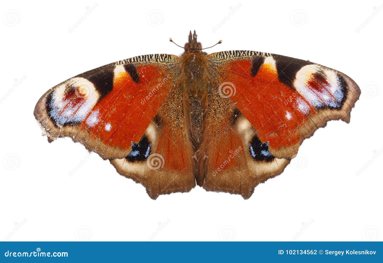 European Peacock Butterfly Isolated on White Background. Top View Stock ...