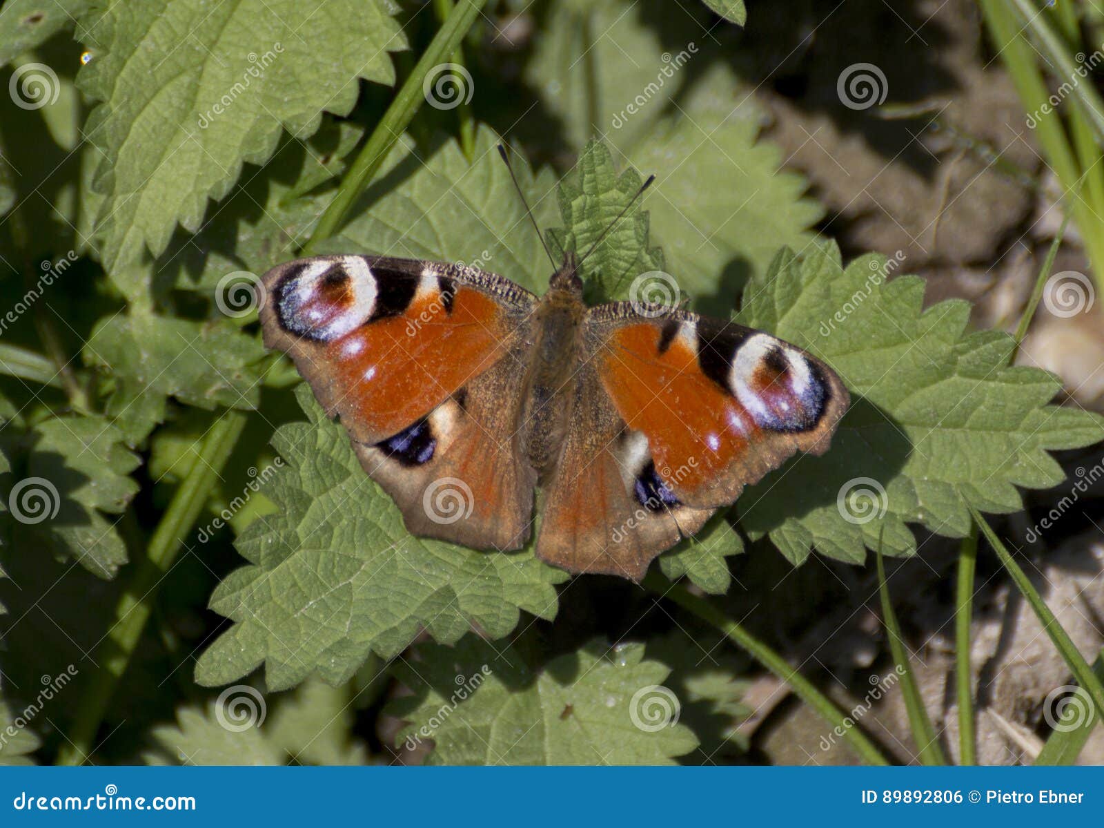 european peacock