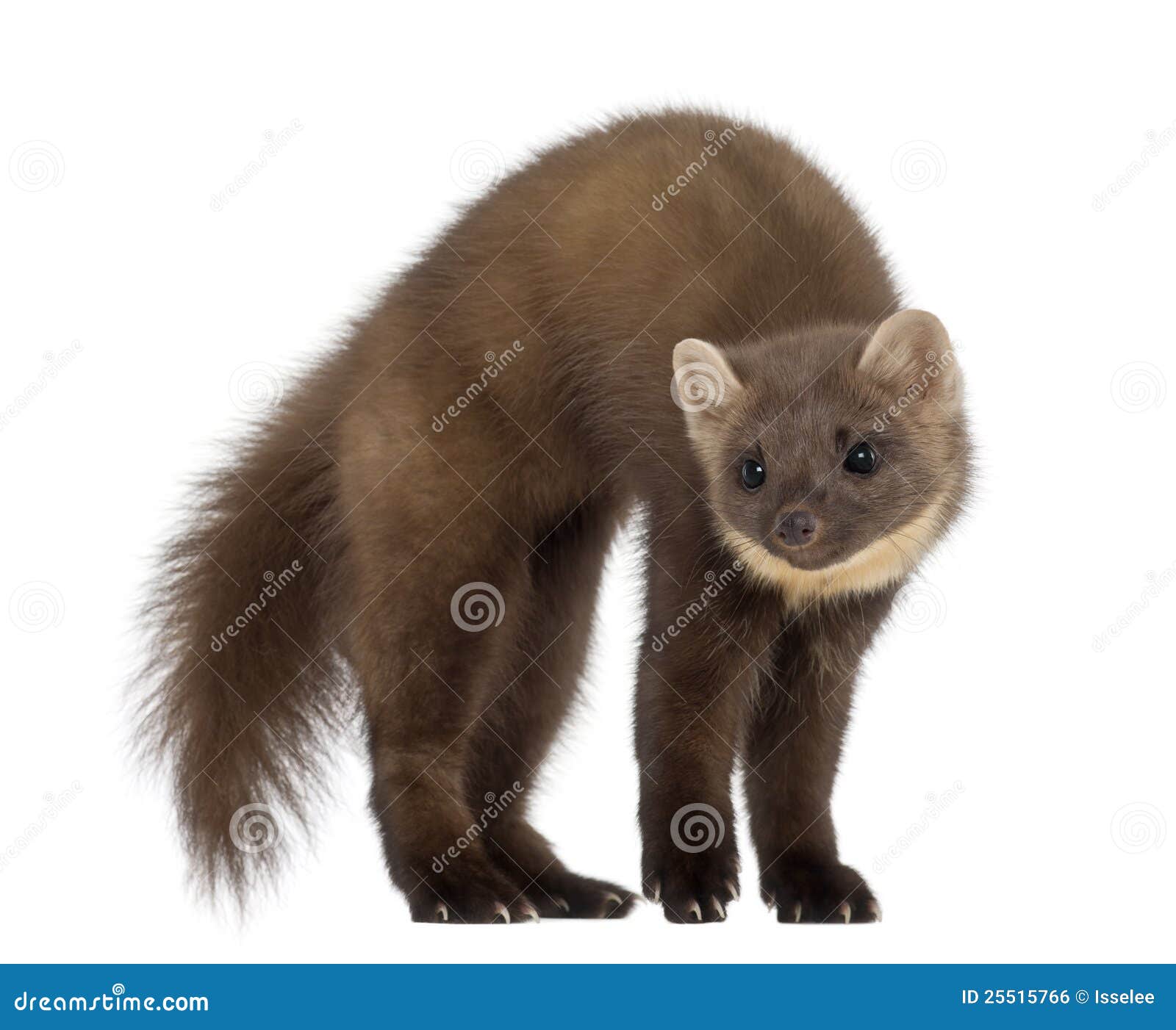 white marten