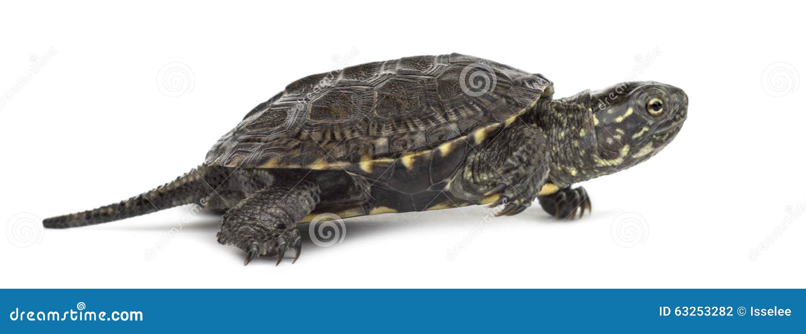 European Pond Turtle, Emys Orbicularis, in Front of Stock Photo - Image ...