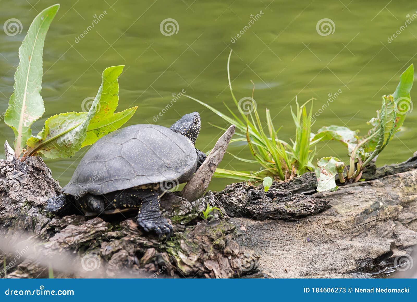 European Pond Turtle on a River. Turtle River Stock Image Image of