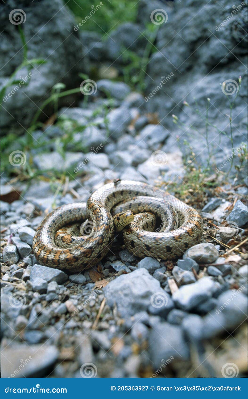 the european ratsnake or leopard snake zamenis situla in defensive posture