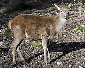 European Red Deer 3 Stock Photo Image Of European Hoof 31858022
