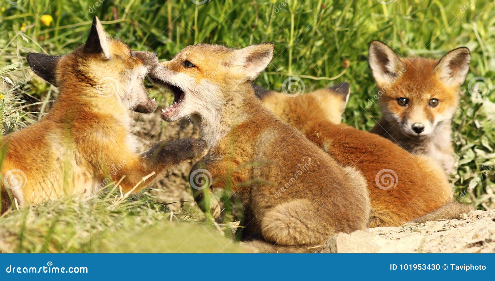 fox cubs biting white playing near the burrow