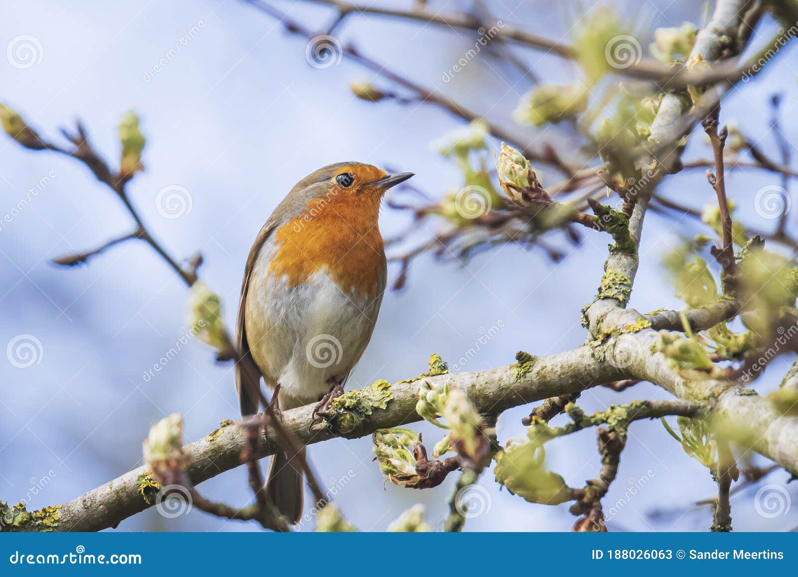 All about the Common European Robin (Erithacus rubecula)