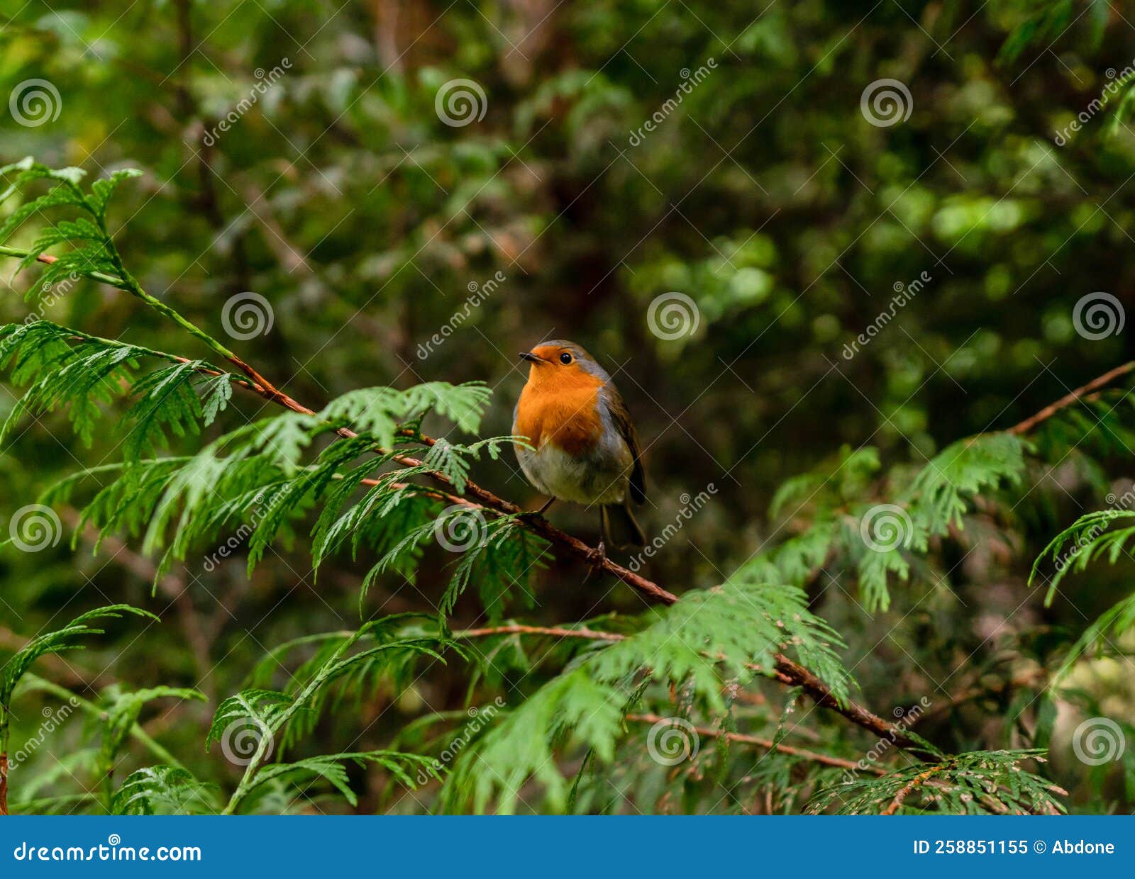 European Robin Bird with an Orange Breast Stock Image Image of orange