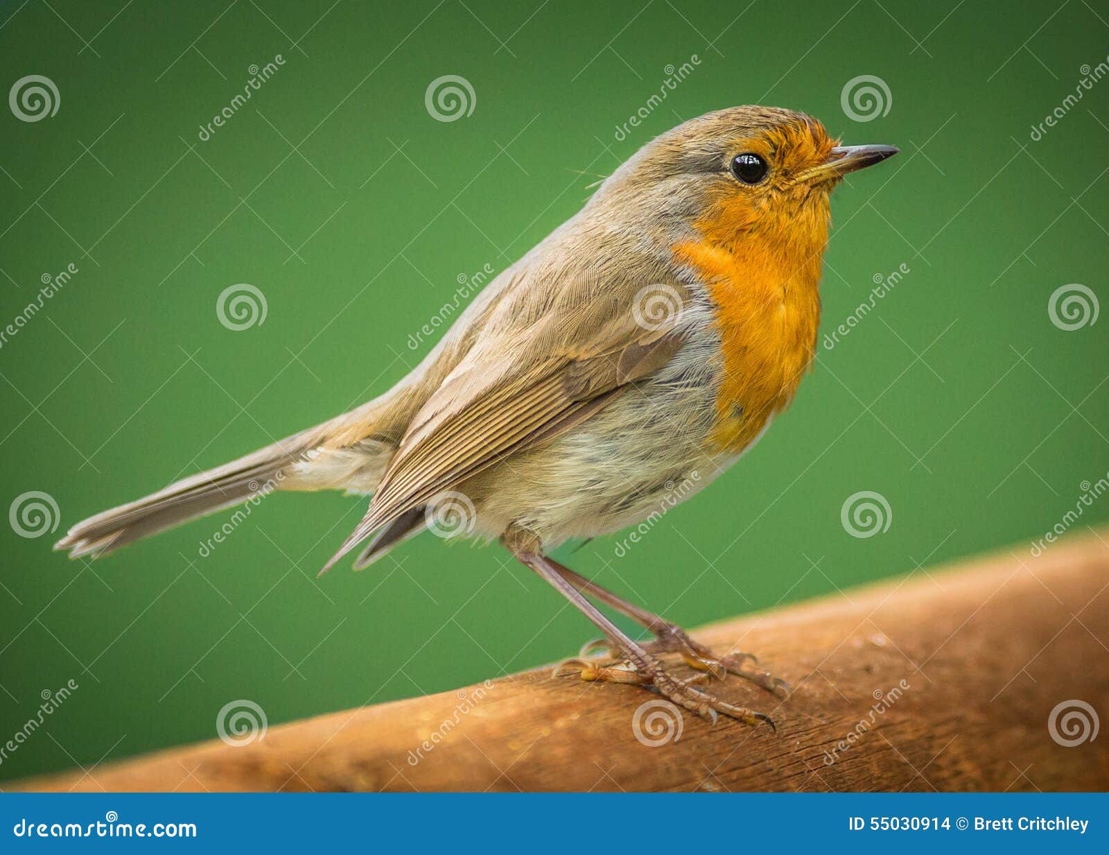 european robin bird