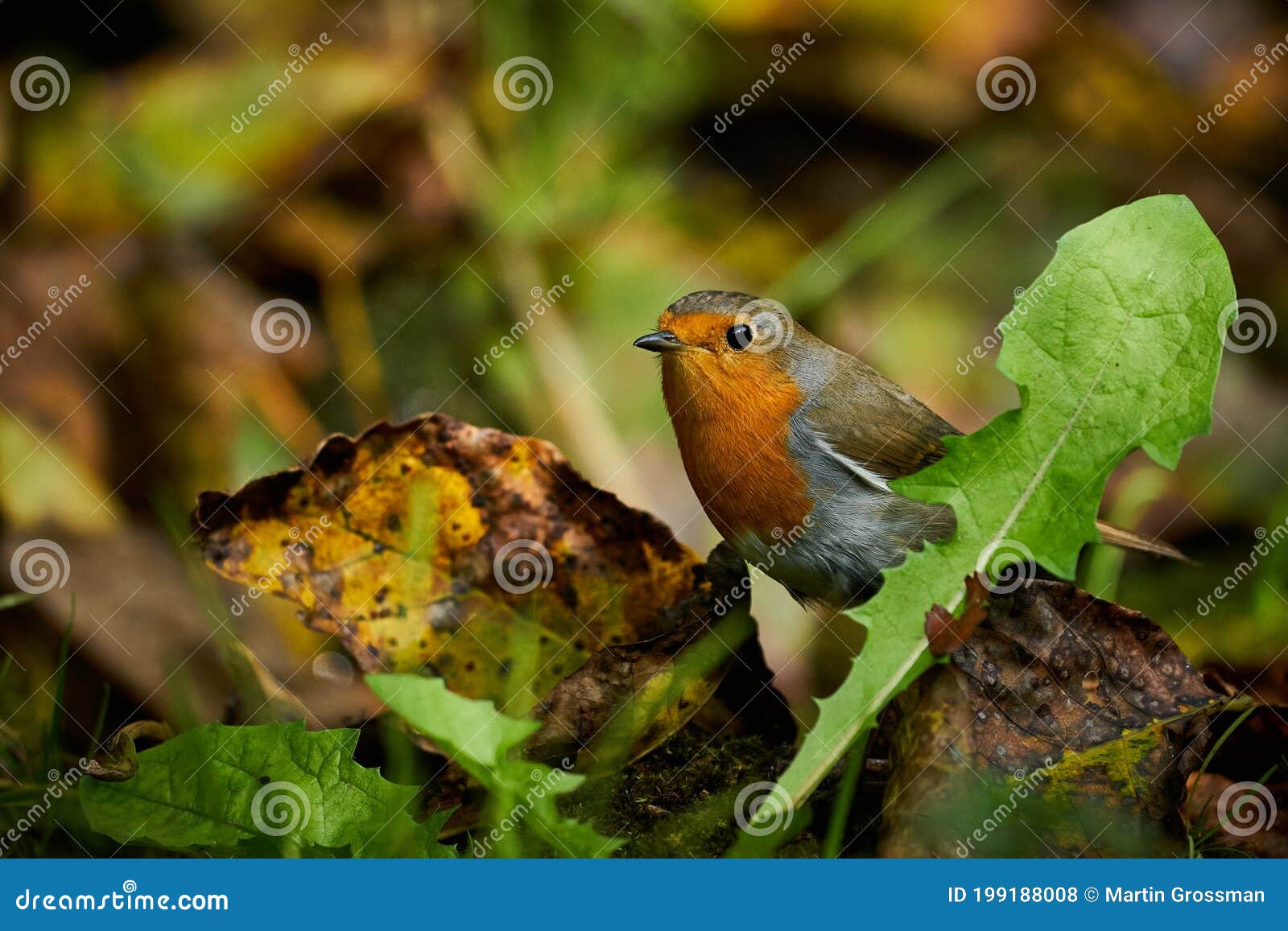 All about the Common European Robin (Erithacus rubecula)