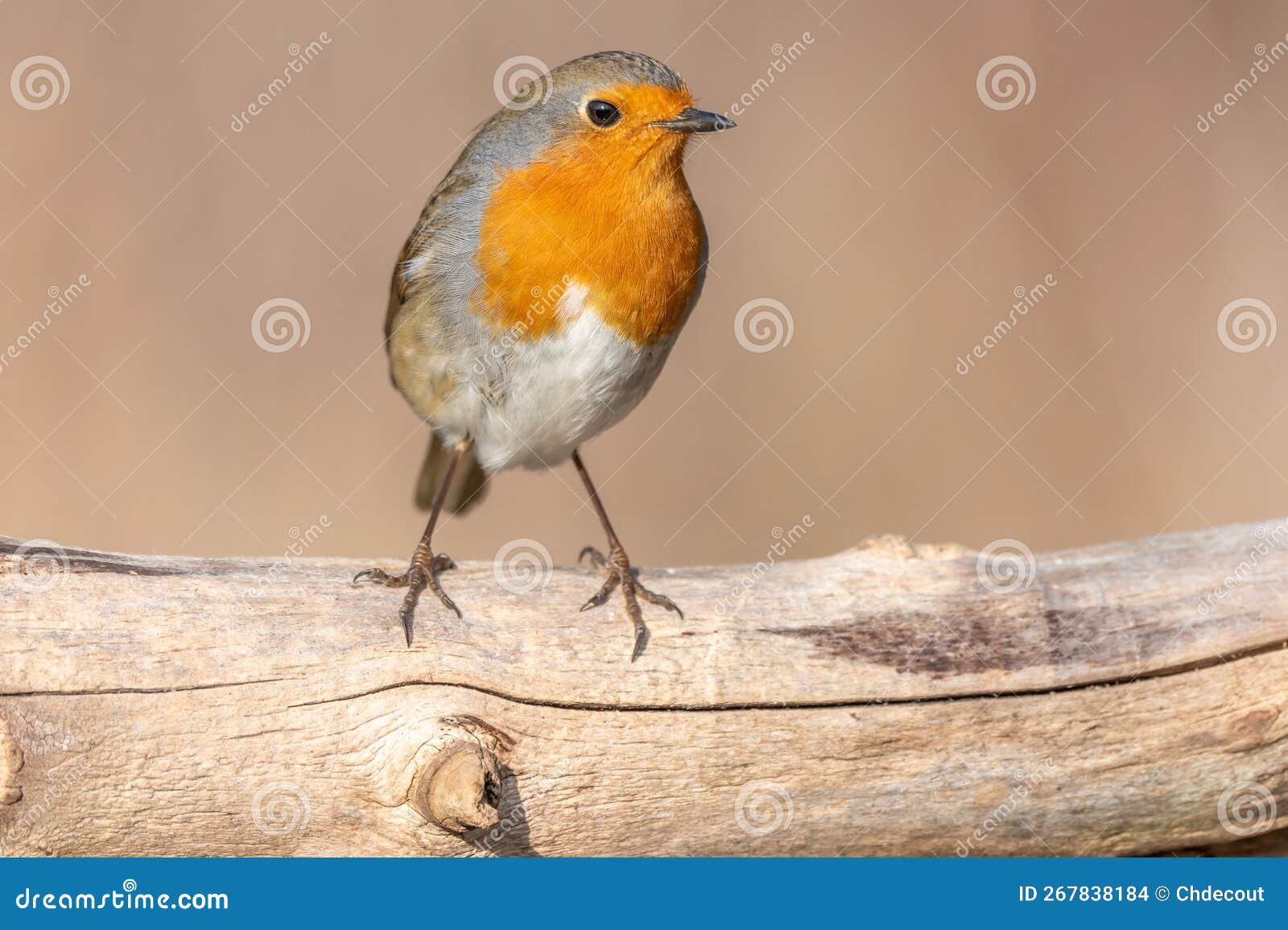 european robin (erithacus rubecula) perched on a branch in the forest in winters