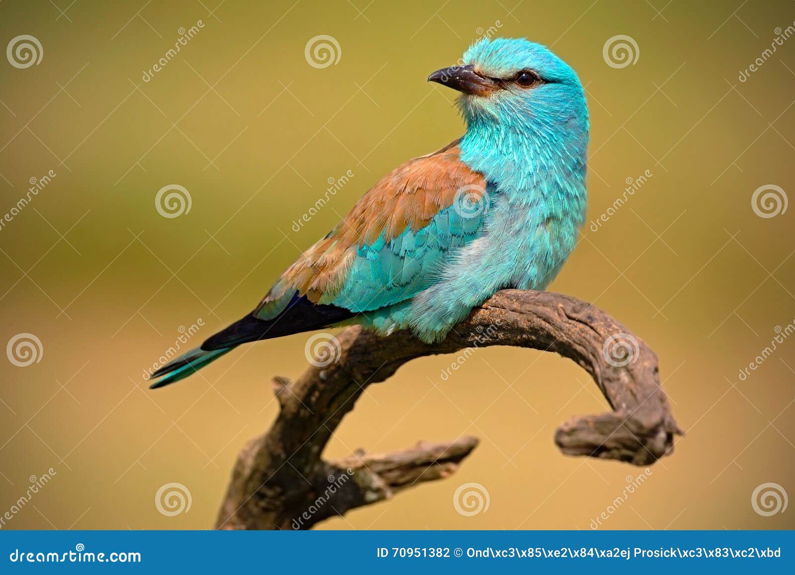 European Roller, Beautiful Colour Light Blue Bird Sitting on the Branch  with, Portrait in the Meadow, Blurred Yellow Background Stock Photo - Image  of background, bill: 70951382