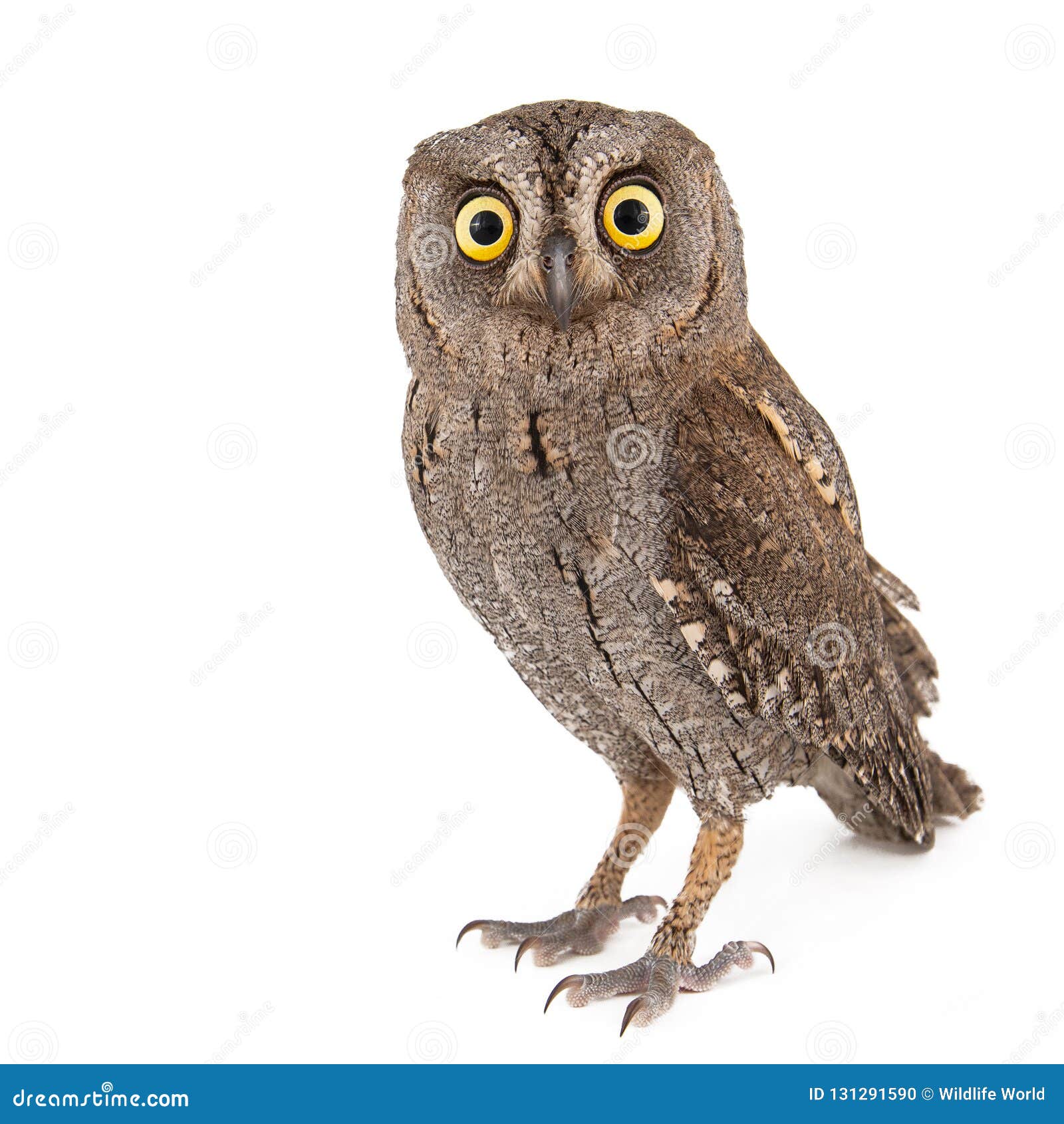 european scops owl otus scops  on white background