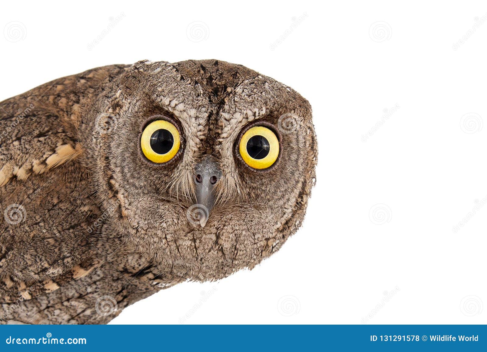 european scops owl otus scops  on white background. close-up portrait