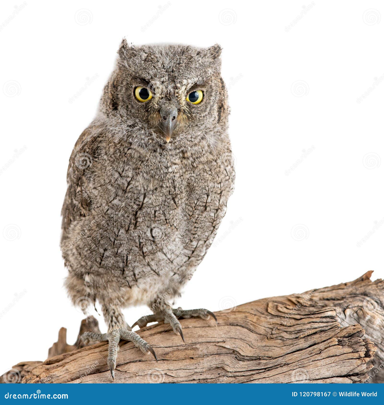 european scops owl otus scops sitting on a stick on white background