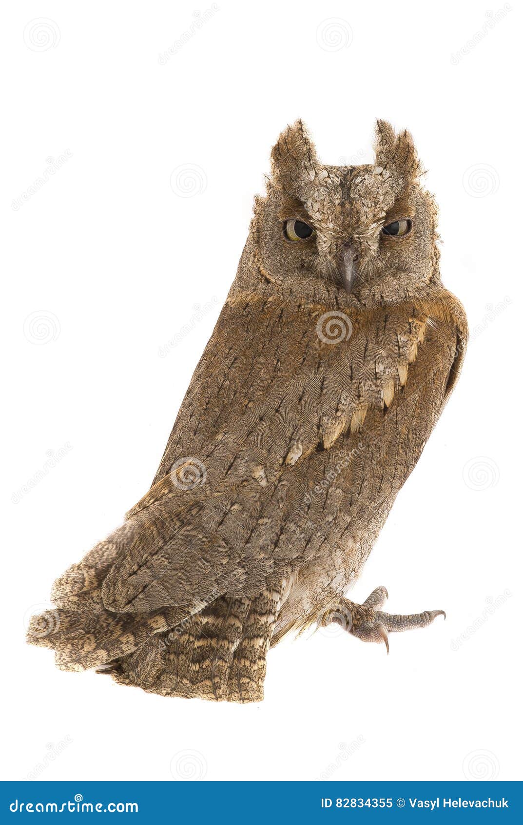 european scops owl