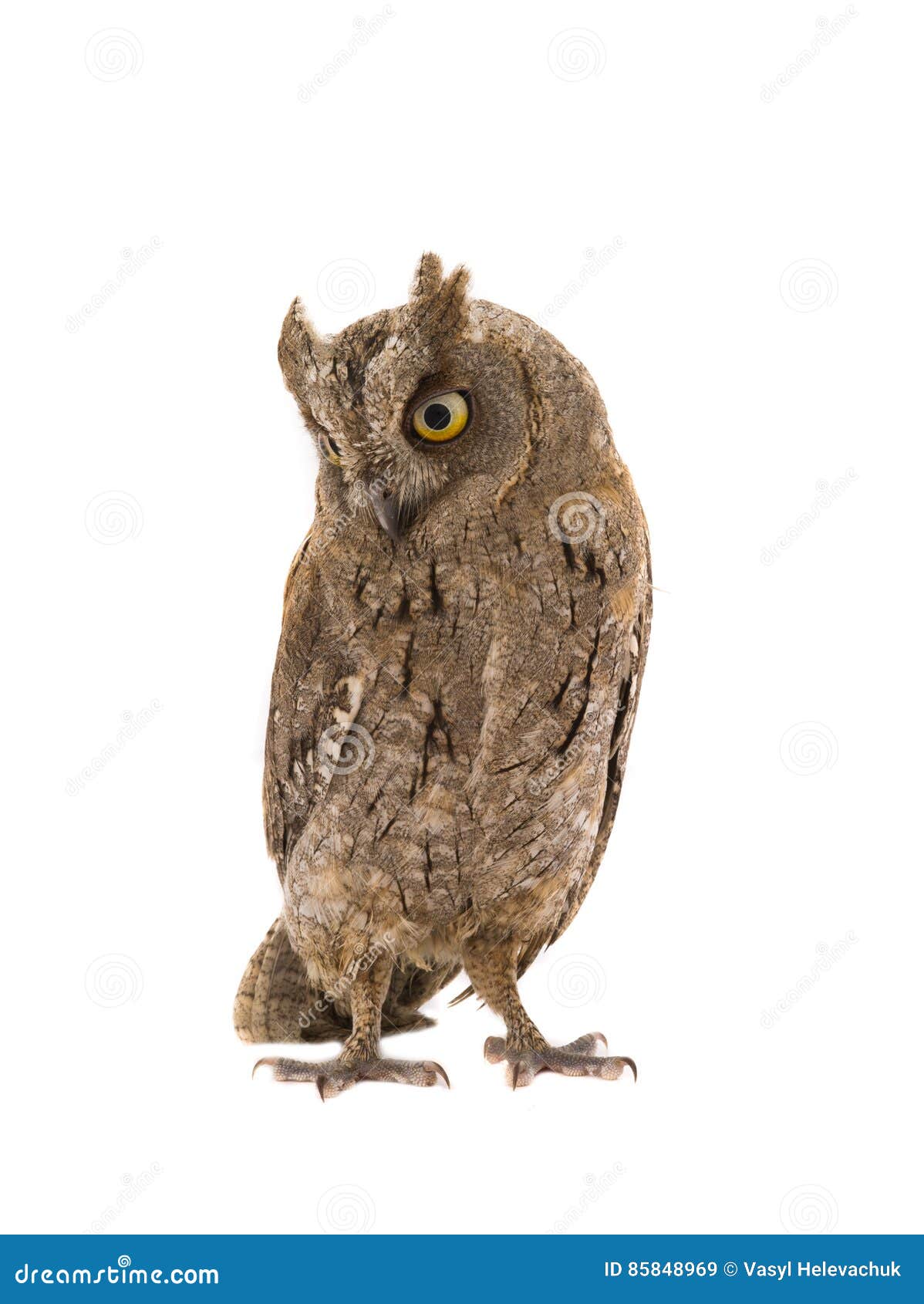 european scops owl