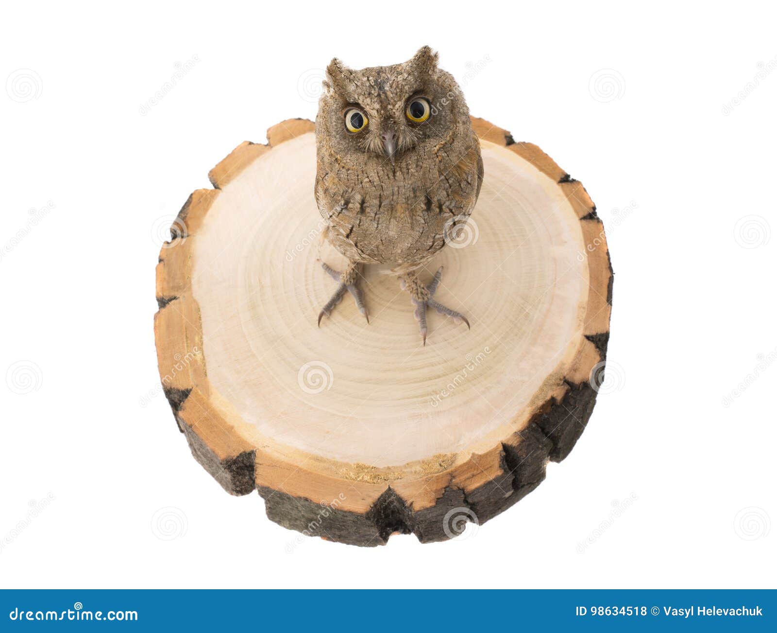 european scops owl