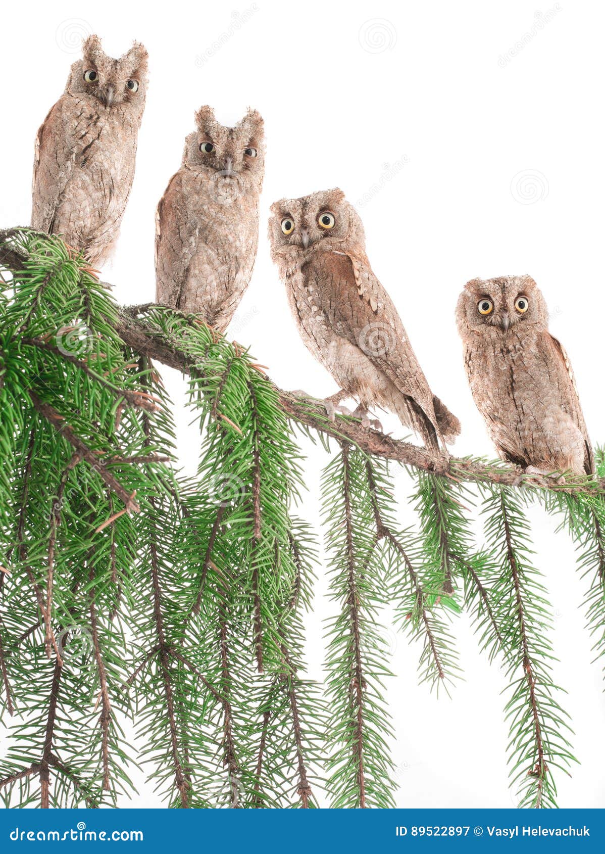 european scops owls