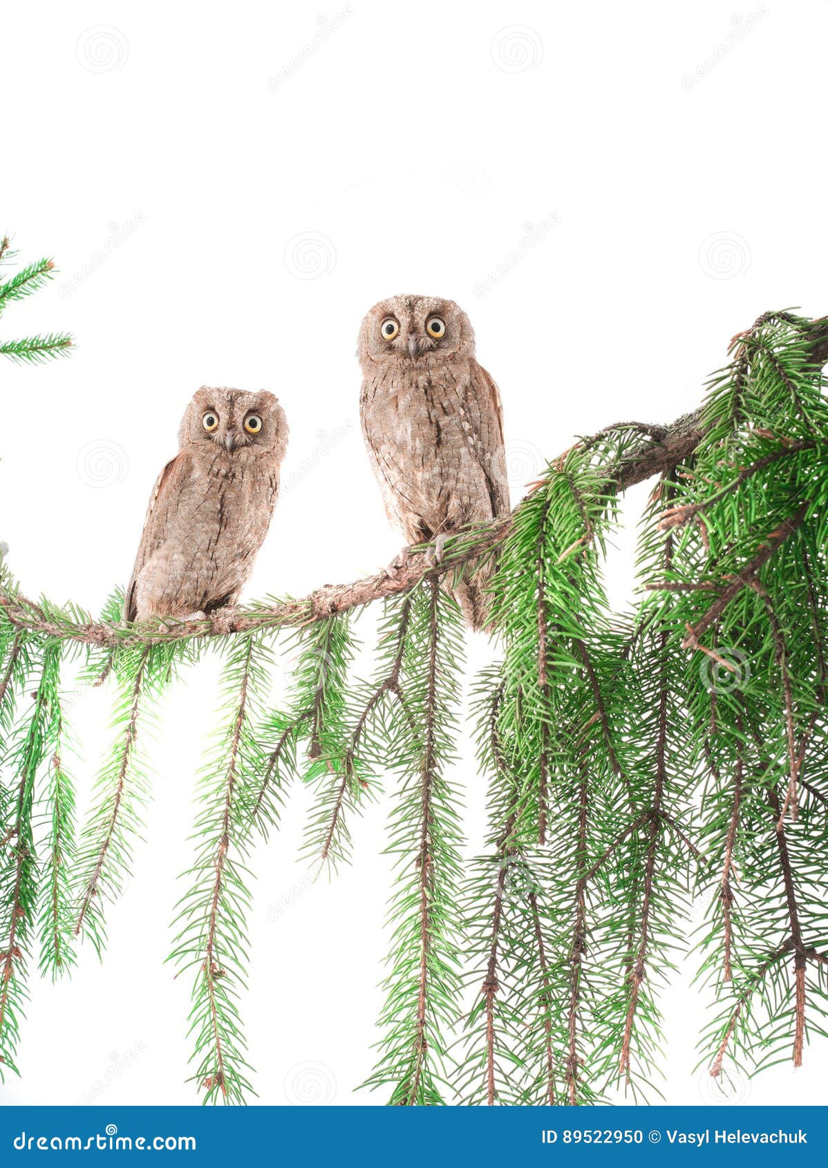 european scops owls