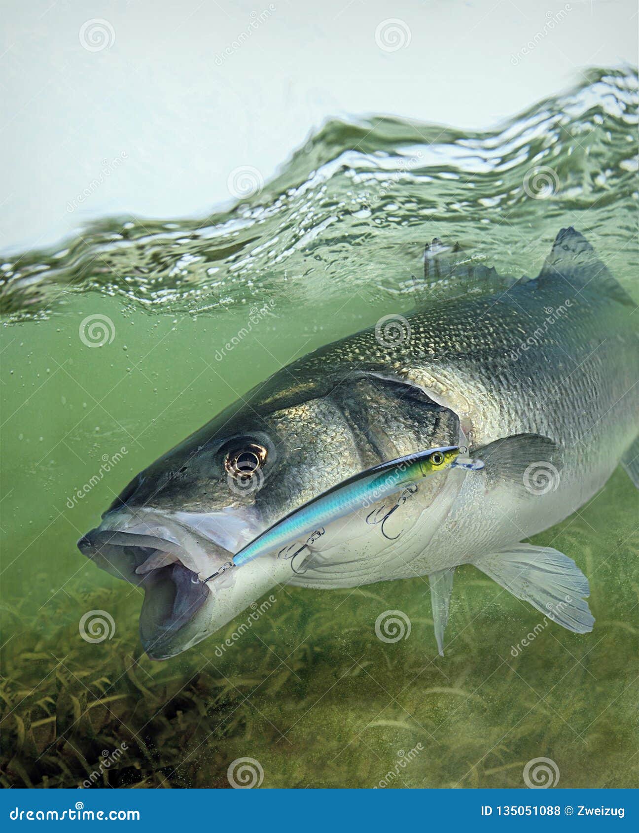 European Sea Bass Hooked on Rapala Max Rap Lure Stock Photo