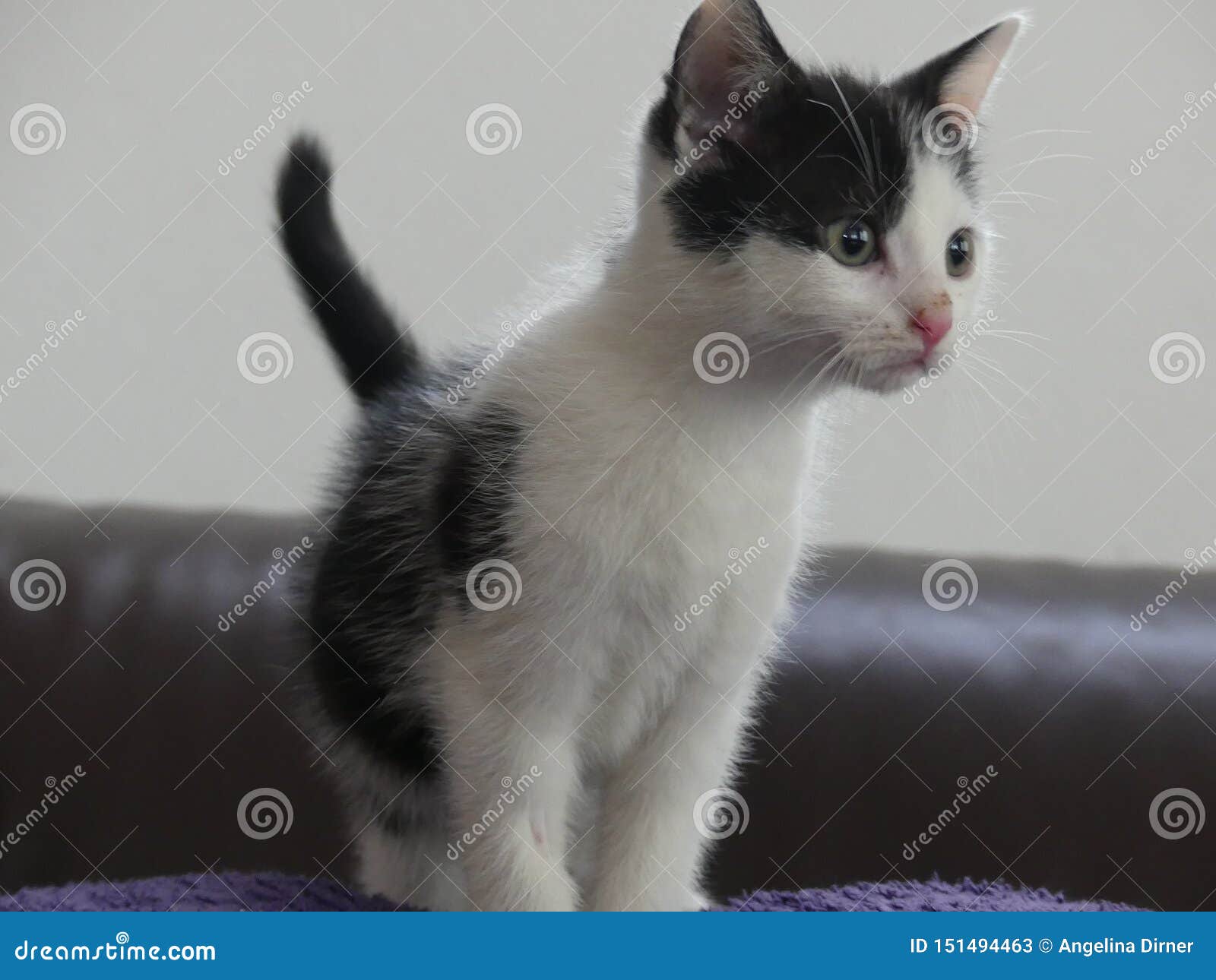 European Shorthair Cat Kitten Black And White Stock Image Image Of White Shorthair 151494463