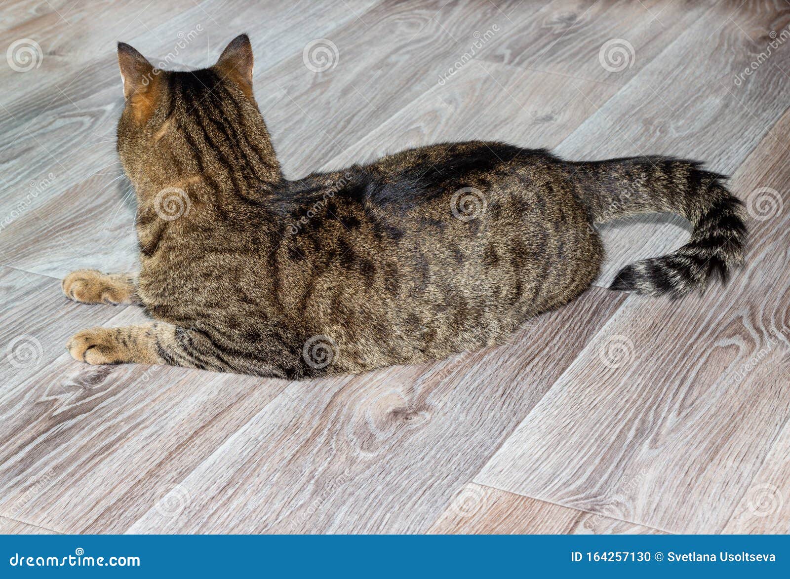 European Shorthair Cat Lies On The Floor View From The Back Of A