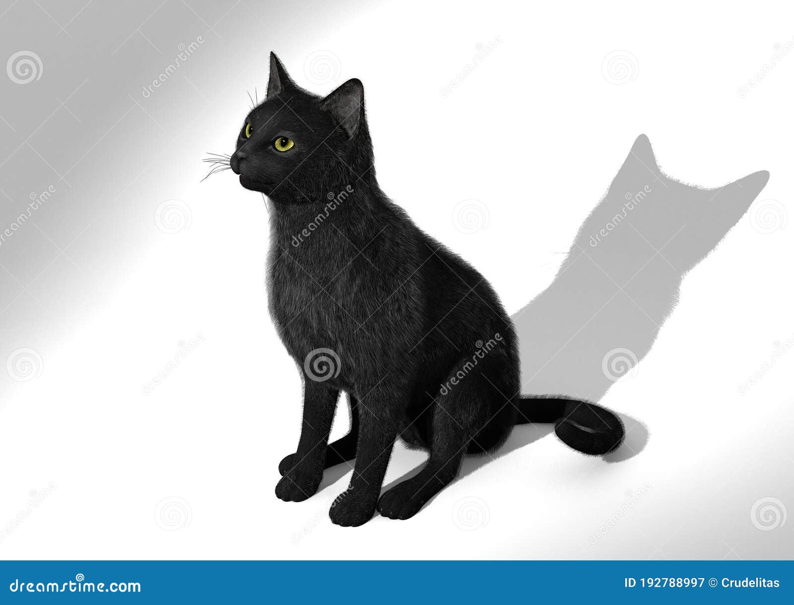 european shorthair black. 3d 