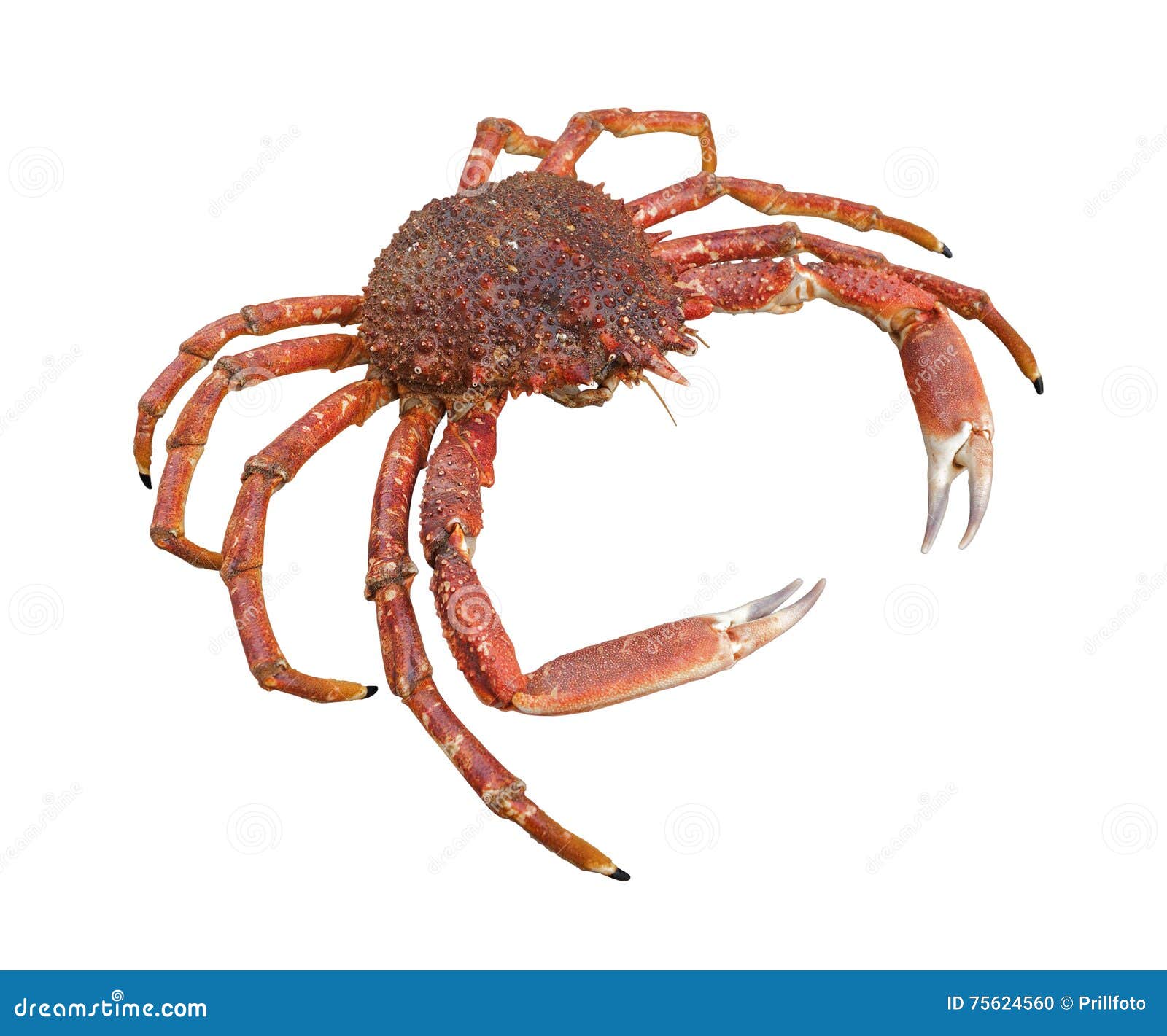 European spider crab stock photo. Image of gastronomy 75624560