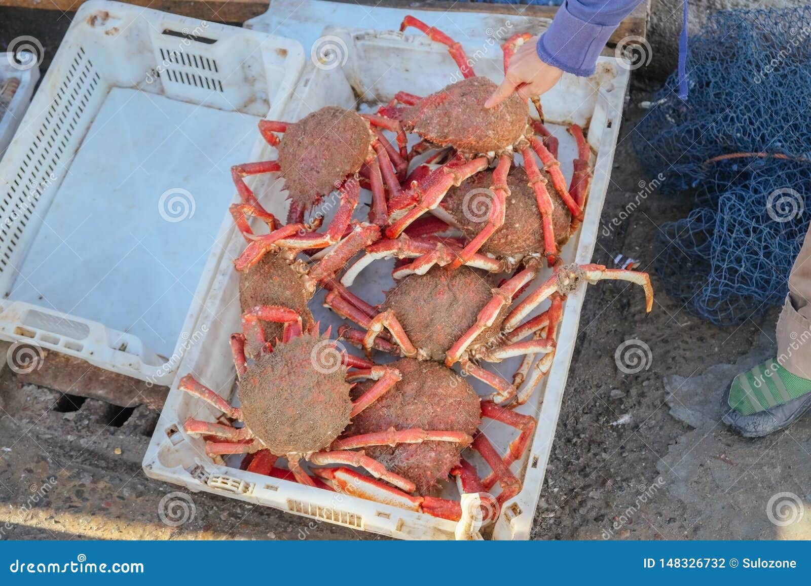European Spider Crabs in a Plastic Basket. Stock Photo - Image of european,  legs: 148326732