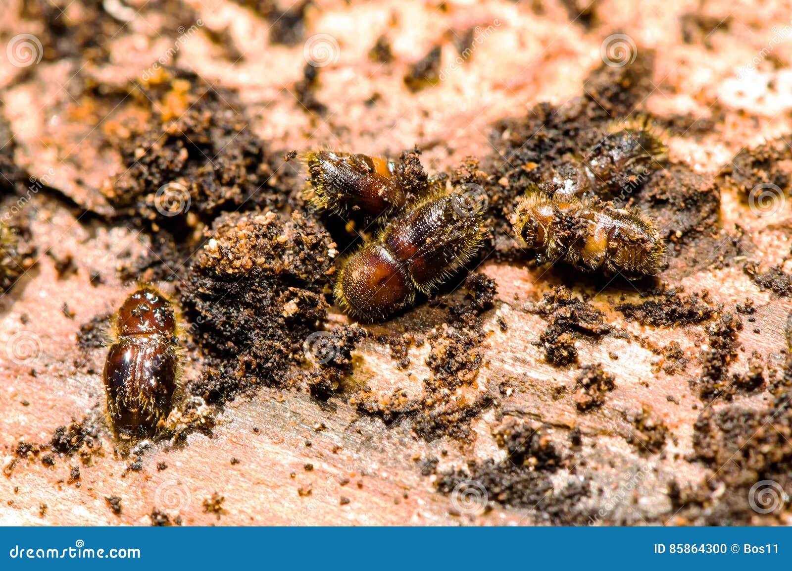 European Spruce Bark Beetles Stock Photo Image Of European Invasive
