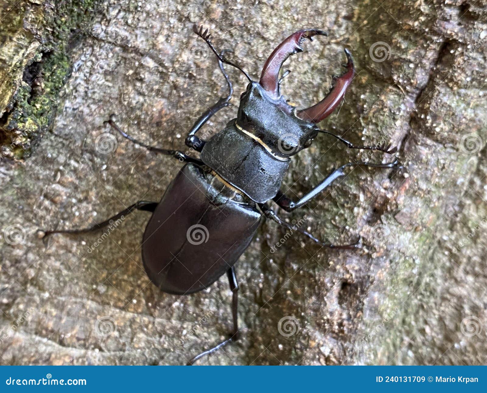 european stag beetle / lucanus cervus / der hirschkÃÂ¤fer, cerf-volant, cervo volante or obiÃÂni jelenak in jankovac forest park