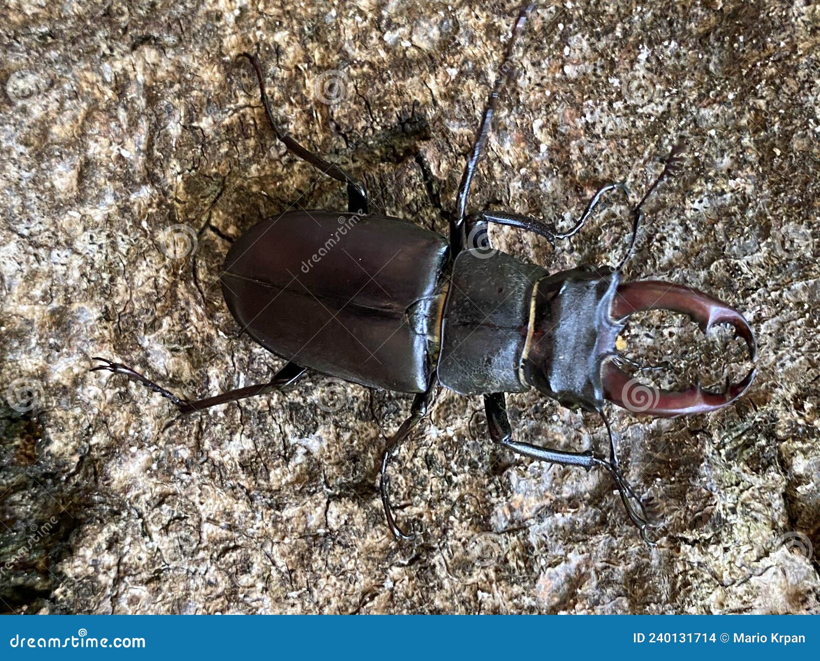 european stag beetle / lucanus cervus / der hirschkÃÂ¤fer, cerf-volant, cervo volante or obiÃÂni jelenak in jankovac forest park