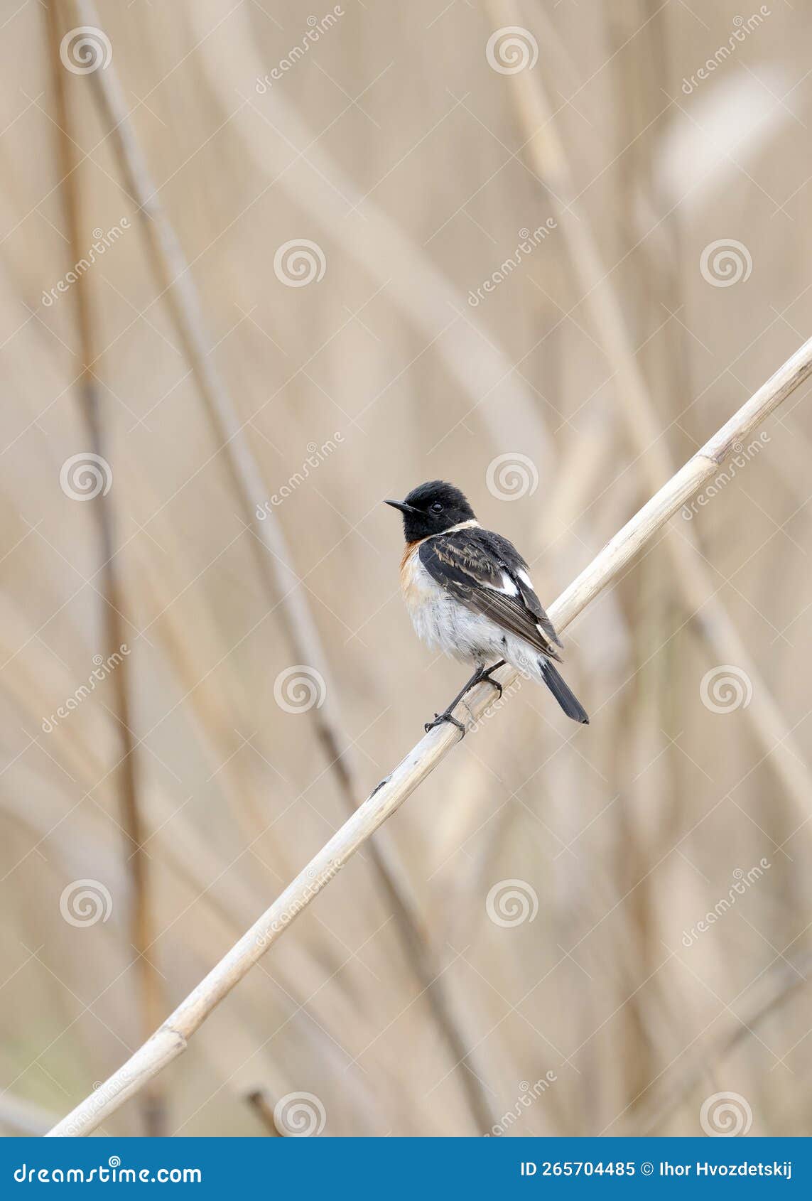 european stonechat (saxicola rubicola) is a small passerine bird of the muscicapidae family.