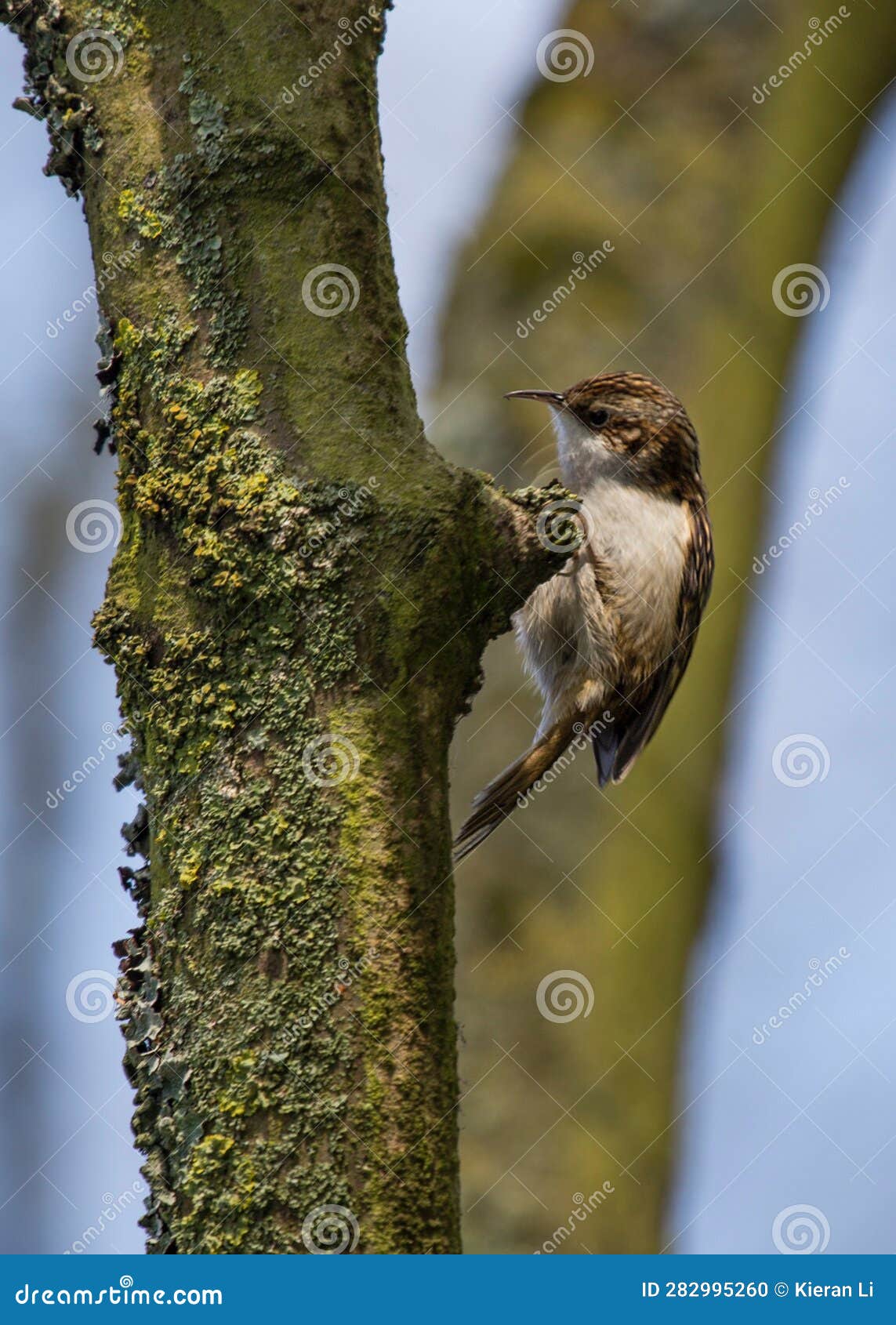 european treecreeper (certhia familiaris) - nature's tiny tree climber