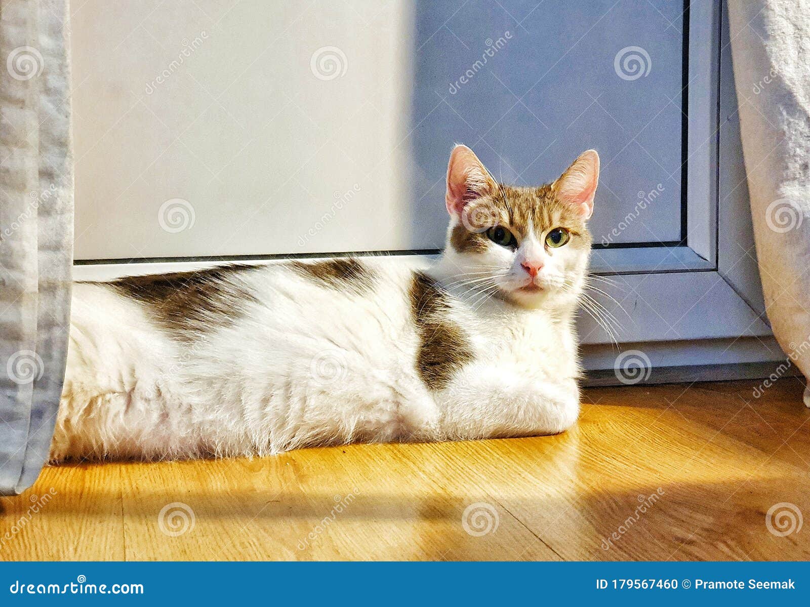 european white cat arises on the floor, animal, pets