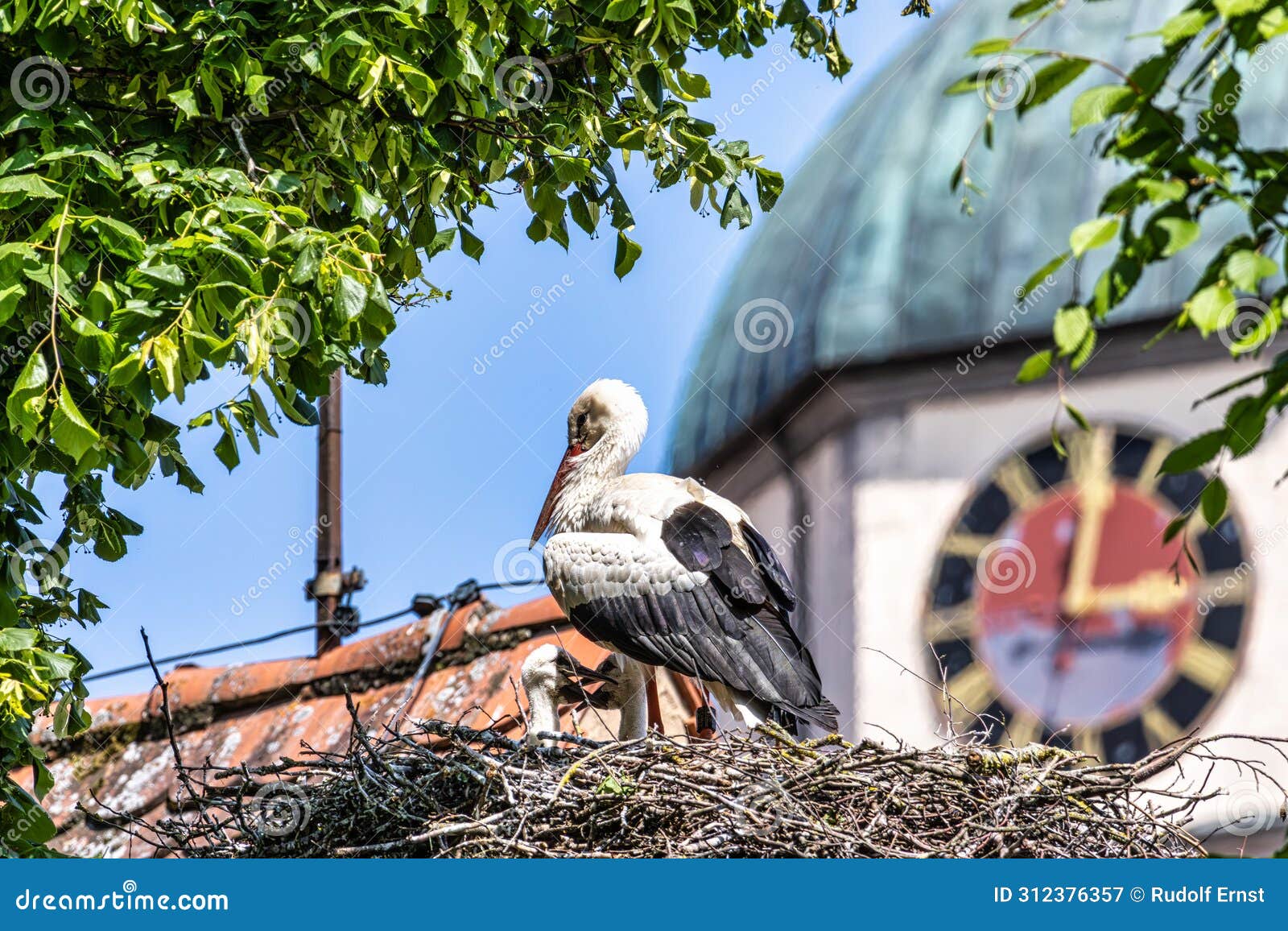 european white stork, ciconia ciconia with small babies on the nest in oettingen, swabia, bavaria, germany, europe