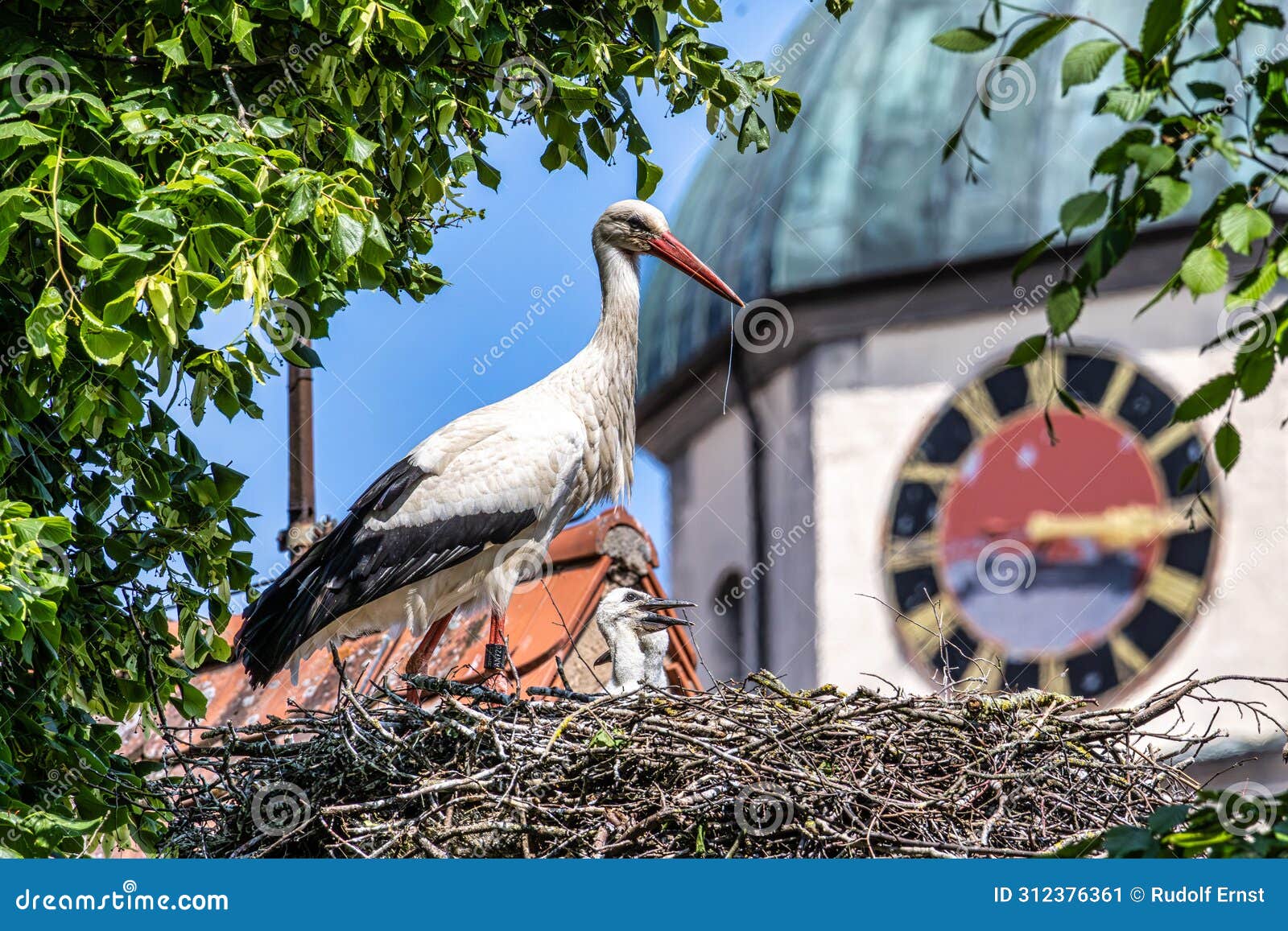 european white stork, ciconia ciconia with small babies on the nest in oettingen, swabia, bavaria, germany, europe