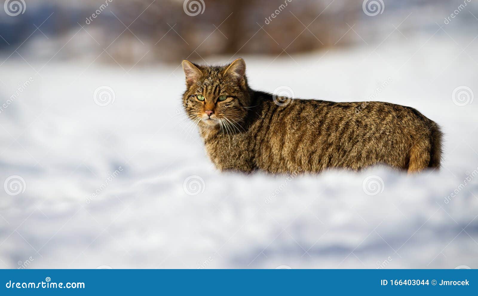 A Cute European Wildcat Observing the Snowy Landscape Stock Photo ...