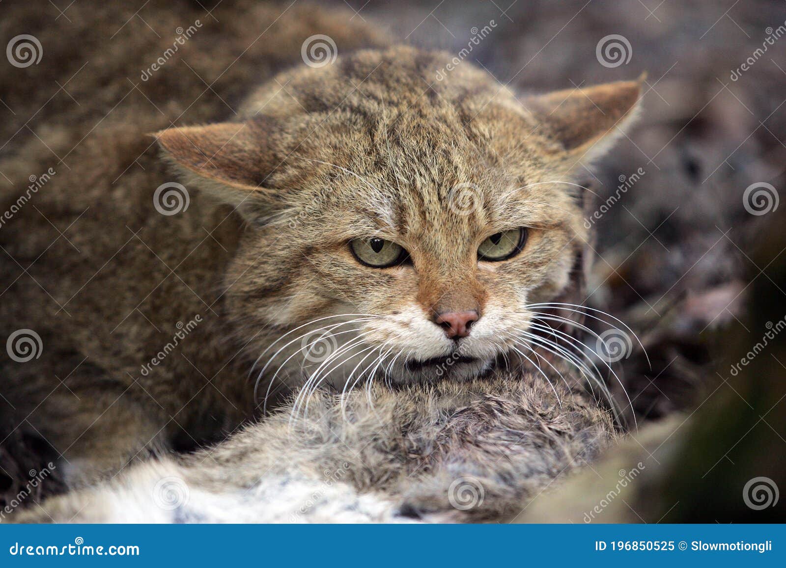 european wildcat