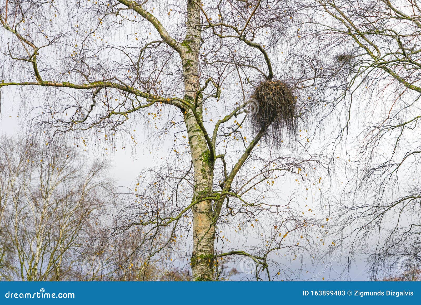 europen mistletoe in autumn, attached to their host birch tree