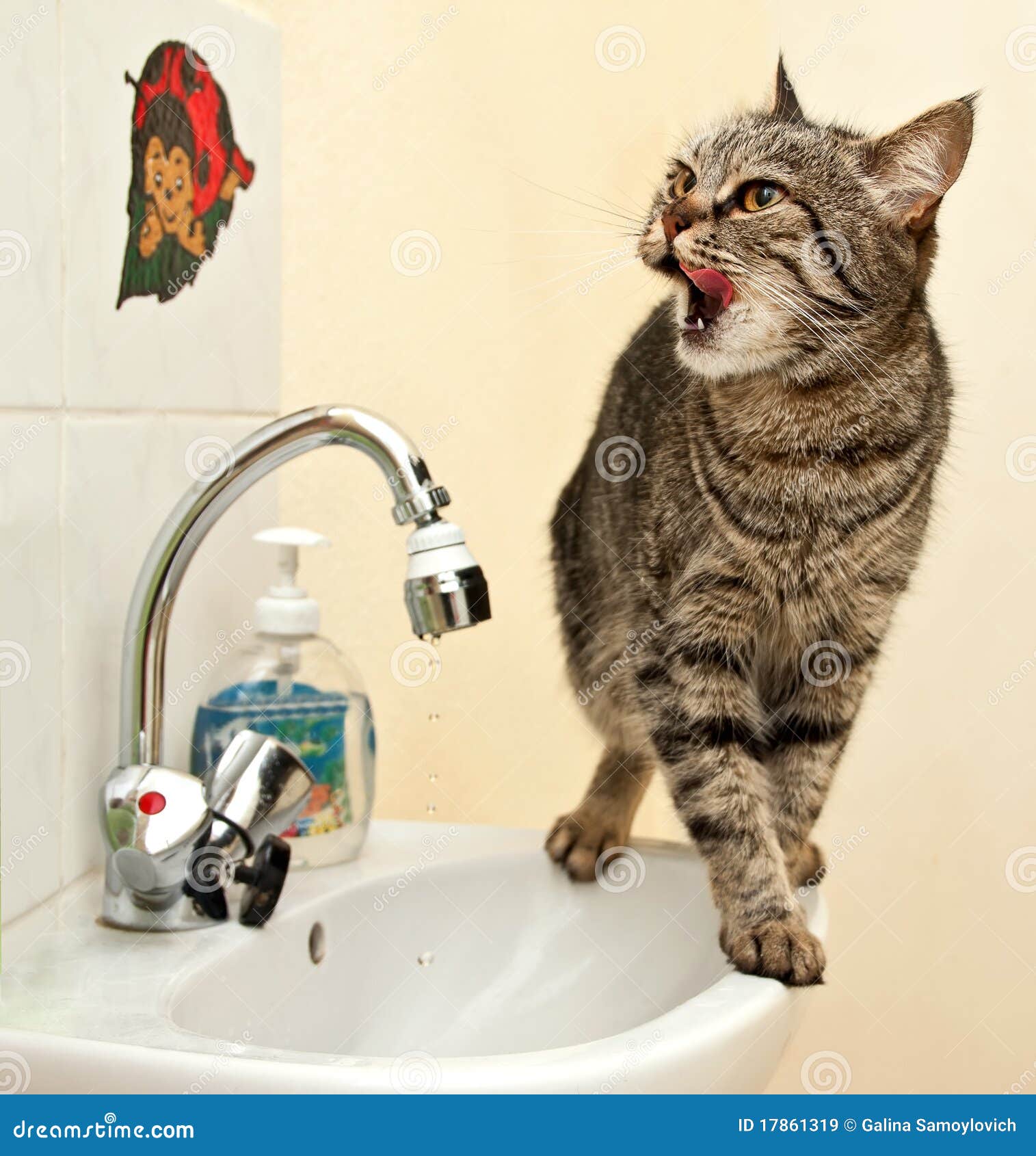 De Europese kat drinkt water van de kraan.