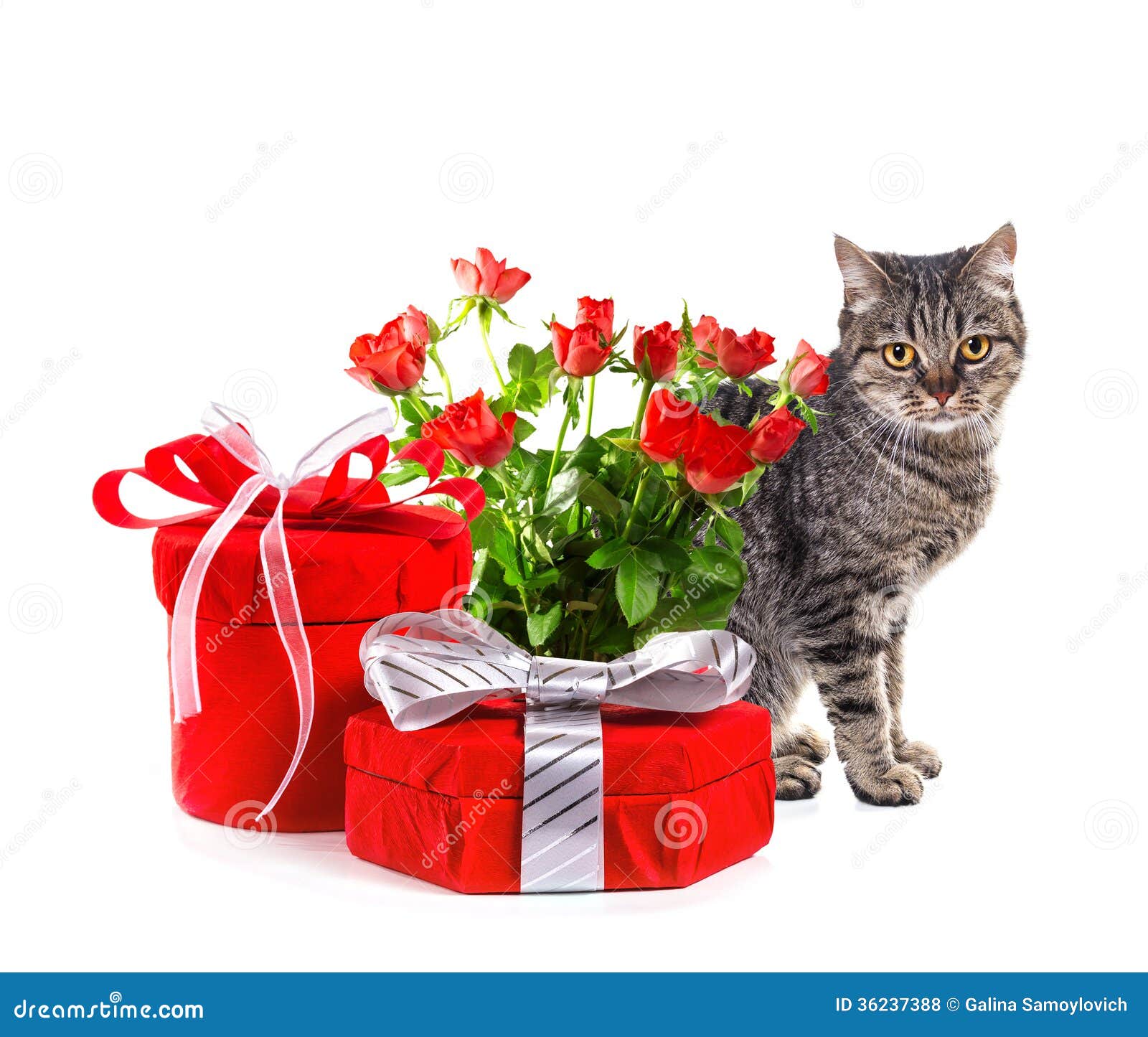 Katzen Geschenkbox Geschenkbox Süße Katze 14x14x6cm - Hochwertiger  Geschenkkarton Katzen Karton, image size:1600x1445