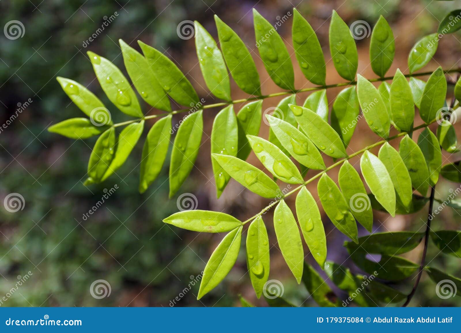 eurycoma longifolia jack commonly known as tongkat ali