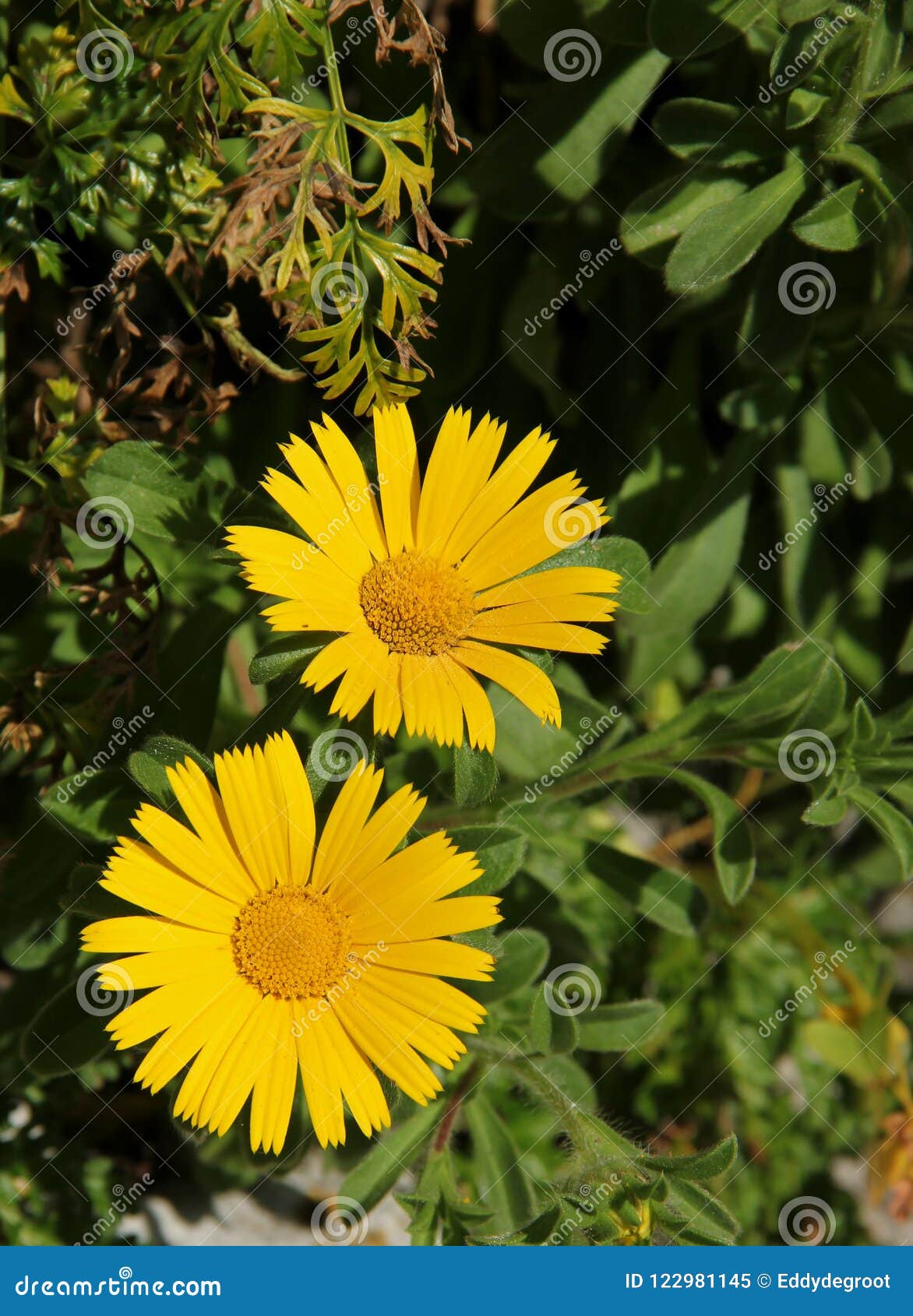 euryops pectinatus or south african daisy